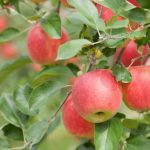 How to Ripen Apples (And How to Use Them to Ripen Other Fruits)