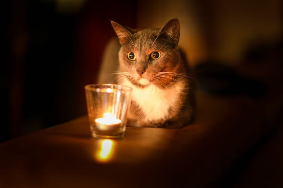 Gato cerca de una vela encendida