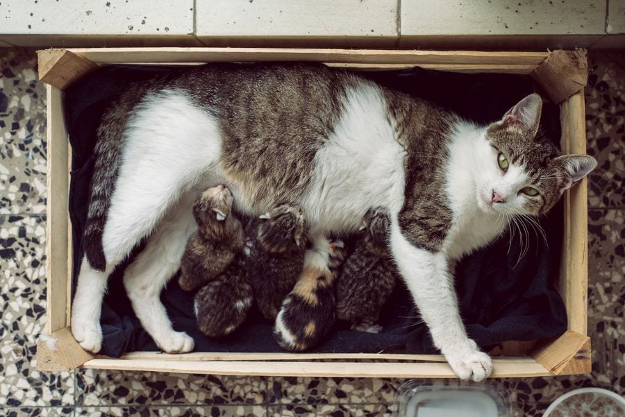 Madre gata alimentando a sus gatitos