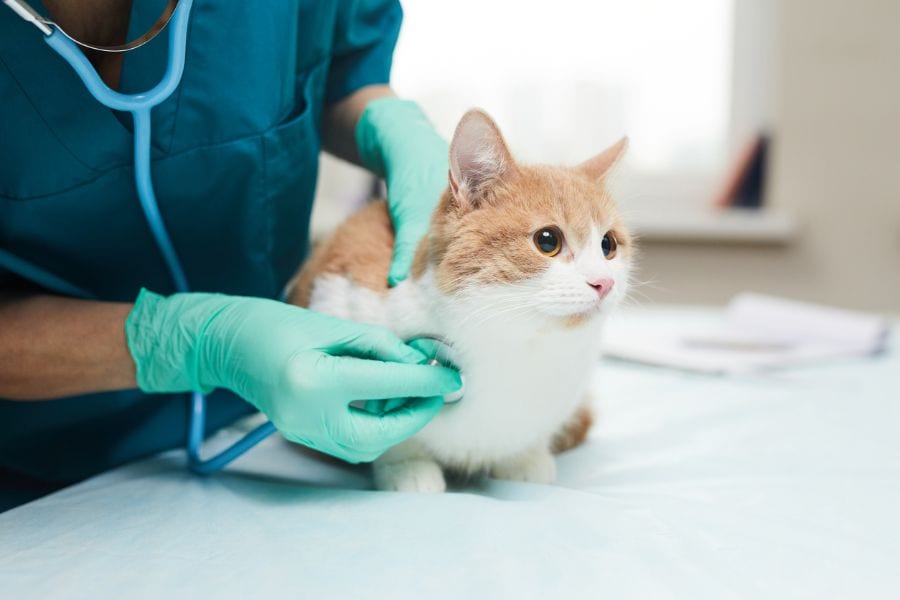 Gato examinado por veterinario