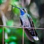 Can Hummingbirds Walk? (And Other Interesting Facts About Hummingbirds)