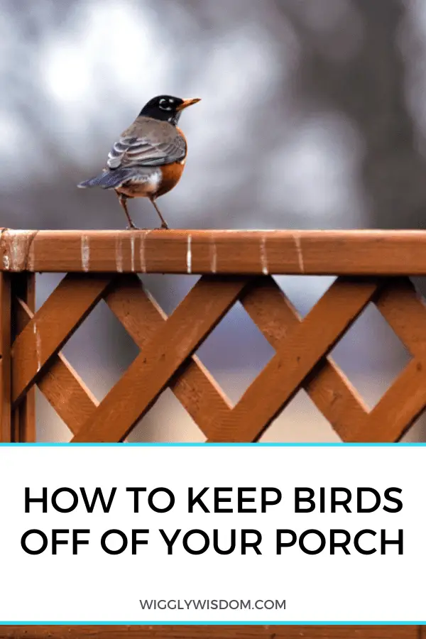 3 métodos efectivos para mantener a las aves fuera de su porche