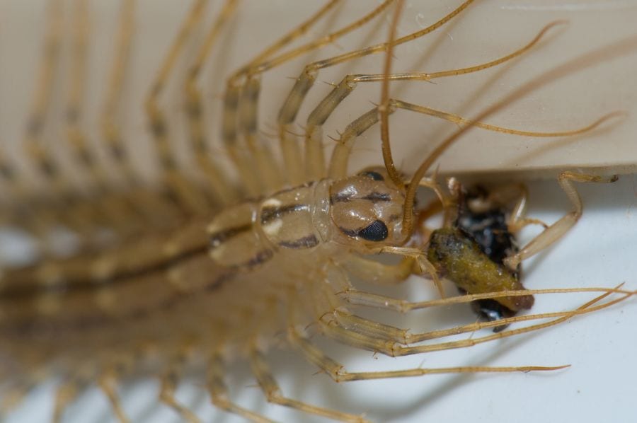 Insecto Comiendo Ciempiés Doméstico