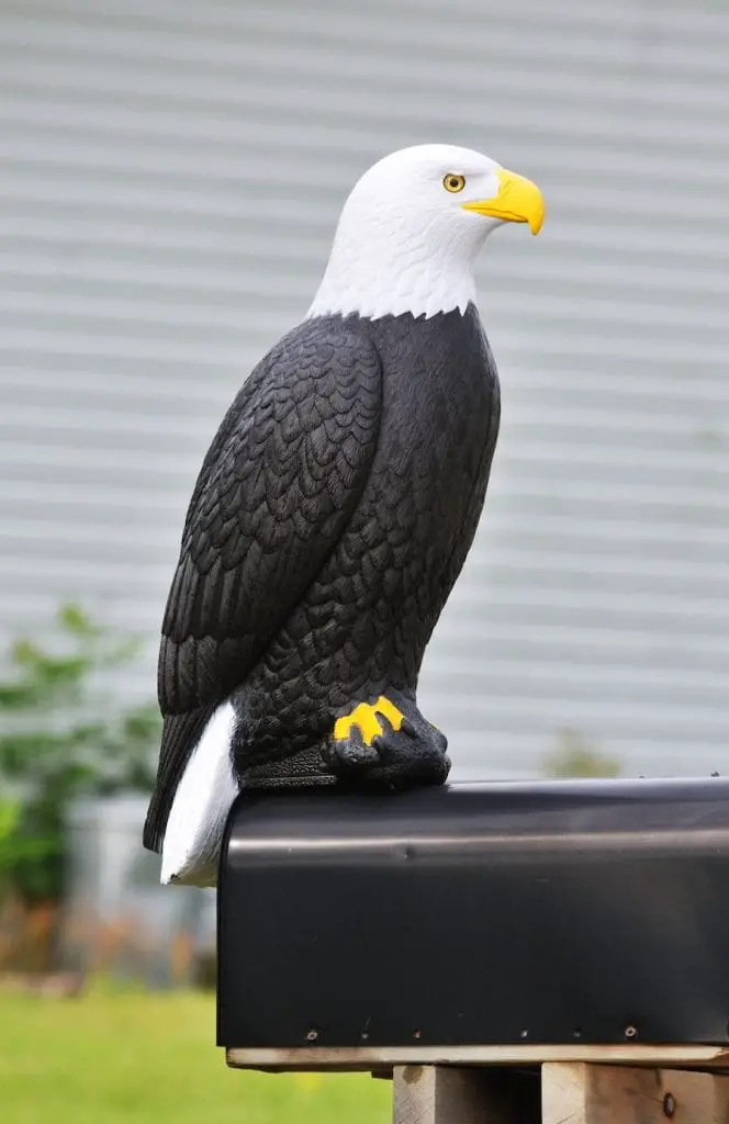 Señuelo de águila calva en buzón