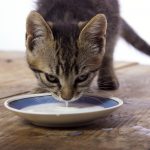 Can Cats Drink Oat Milk and Other Milk Alternatives?