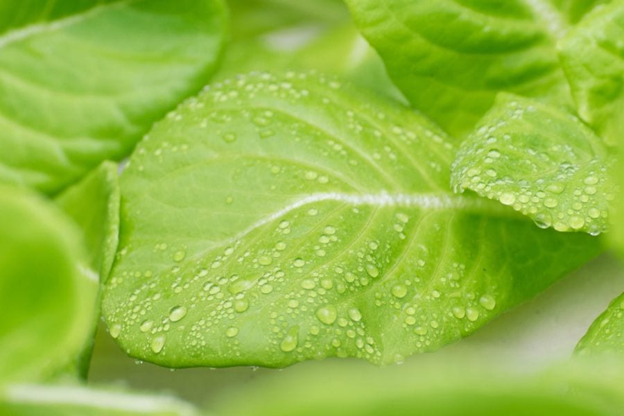Condensación en lechuga