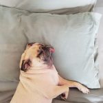 Why Does My Dog Lick My Pillow? (And 6 Ways to Stop It)