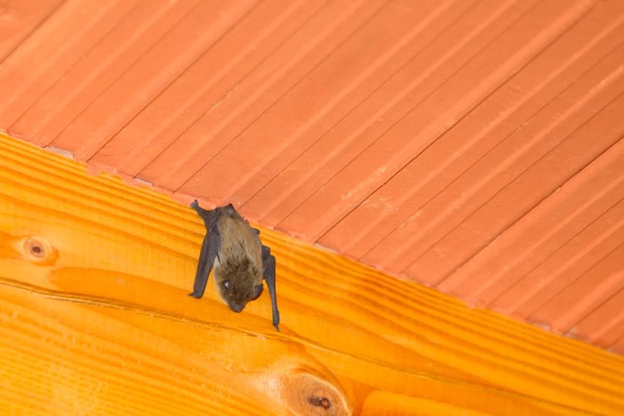 How to Get Rid of Bats in Your Basement