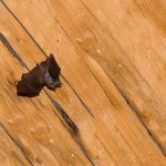 3 Effective Ways to Get Rid of Bats in Your Garage