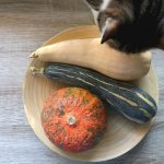 Can Cats Eat Zucchini? (And How Much Is Too Much?)