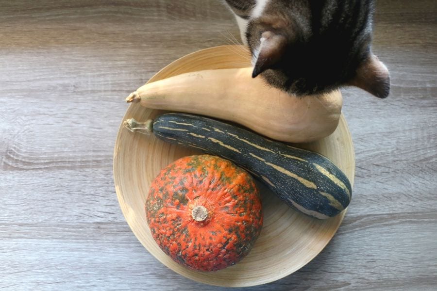 Can Cats Eat Zucchini? (And How Much Is Too Much?)