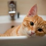 Why Is My Cat Peeing in the Sink? (And What to Do About It)
