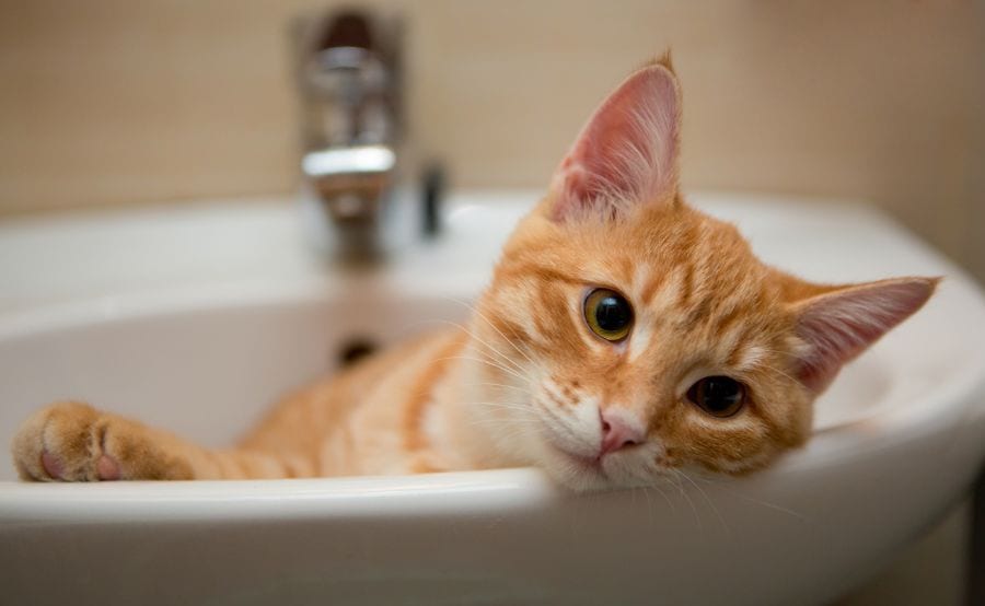 Why Is My Cat Peeing in the Sink? (And What to Do About It)