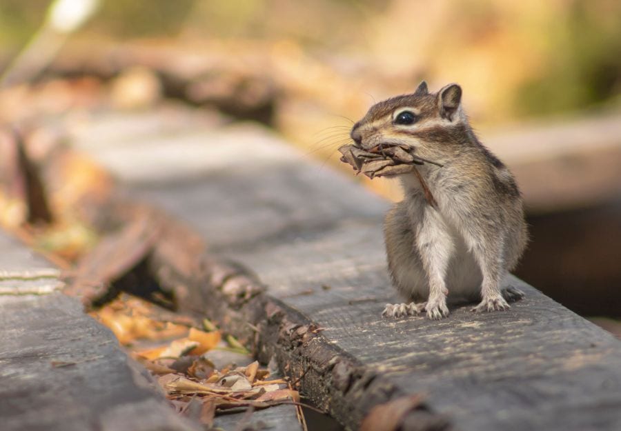 How to Get Rid of Chipmunks in Your Garage