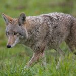 Do Coyotes Eat Owls? (And What Else Do They Go After?)