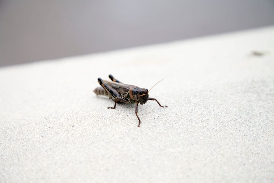 9 Easy Ways to Get Rid of Crickets in Your Basement
