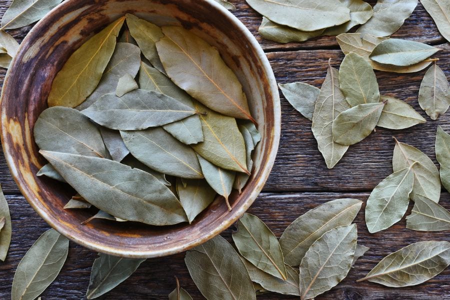 Are Bay Leaves Poisonous to Humans and Dogs?
