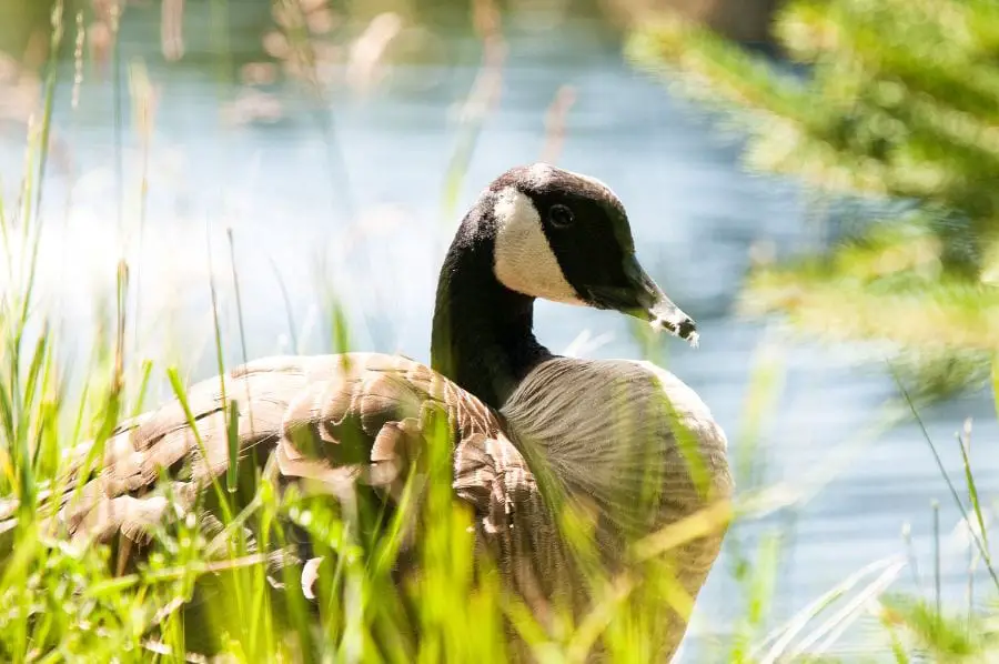 Do Geese Poop in the Water? (And Why You Should Care)