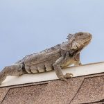 6 Smart Ways to Get Rid of Iguanas on Your Roof