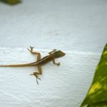 12 Creative Ways to Get Rid of Lizards on Your Porch