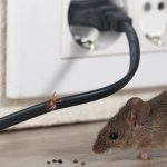 Can Mice Chew Through Steel Wool? (Plus Other Deterrents to Use)