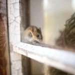 How to Find and Get Rid of a Mouse Nest in Your Garage