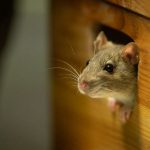 Mouse Kryptonite: Do Mice Hate Aluminum Foil?