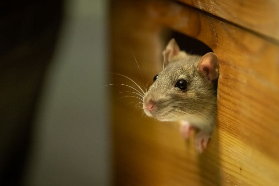 Mouse Kryptonite: Do Mice Hate Aluminum Foil?