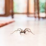10 Easy Ways to Keep Spiders Away From Your Bed While Sleeping