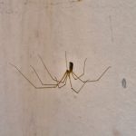 9 Great Ways to Get Rid of Spiders in Your Basement