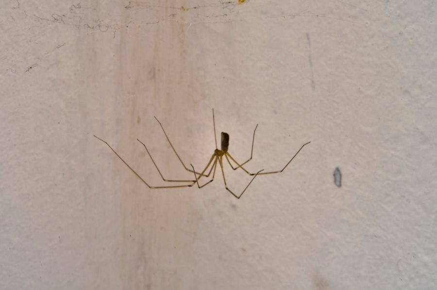 9 Great Ways to Get Rid of Spiders in Your Basement