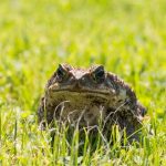 How Do Toads Get in the House? (4 Places to Check)