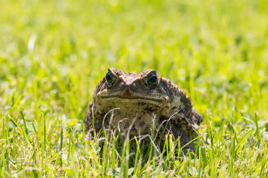 How Do Toads Get in the House? (4 Places to Check)