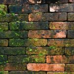 5 Great Ways to Get Rid of Moss on Bricks Naturally