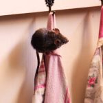 7 Smart Ways to Get Rid of Mice Under Your Kitchen Sink