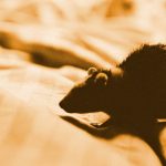 Can Mice Be in Your Mattress? (Plus Tips to Keep Them Away)