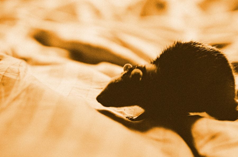 Can Mice Be in Your Mattress? (Plus Tips to Keep Them Away)