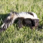 How to Get That Skunk Smell Out of Your Car (Interior and Exterior)