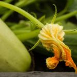 How to Store Squash Blossoms